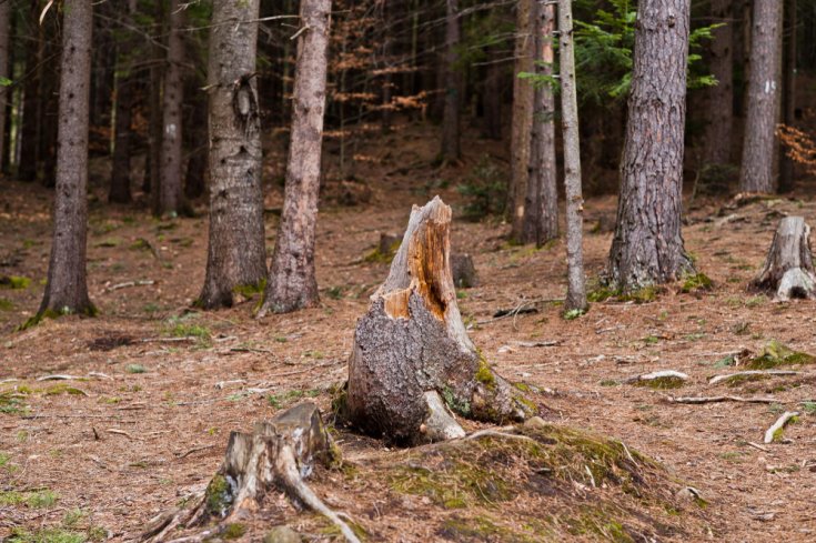 Can a Tree Stump Grow Back or Rot Away Naturally?